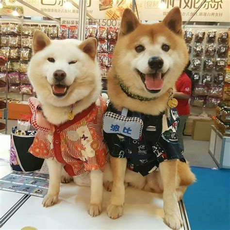 dogs888com|@dogs888 .